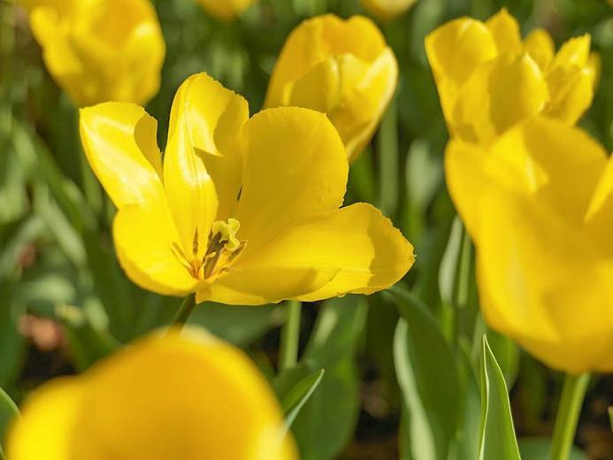 Tulip 'Yellow Purissima', Fosteriana Tulip 'Yellow Purissima', Fosteriana Tulips, Spring Bulbs, Spring Flowers, Yellow Tulip, Fosteriana tulip,Tulipa Yellow Purissima,Tulipe Yellow Purissima